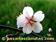 foto de flor de almendro 10 de 1024x768 pixels
