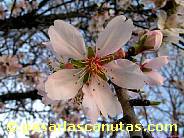 fotos de flores de almendro 11 de 1024x768 pixels