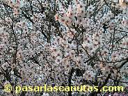 foto de almendro en flor de 1024x768 pixels