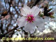 fotos de flores de almendro 15 de 1024x768 pixels