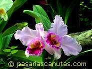 foto de flores orquideas multicolores Cattleya de 1024x768 p�xels