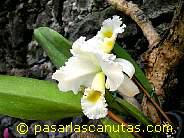 foto de flores orquideas blancas y amarillas de 1024x768 pixels