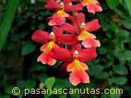 foto de flores orquideas rojas y amarillas de 1024x768 p�xels