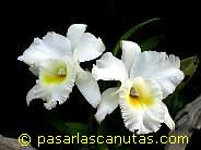 foto de flores orquideas blancas y amarillas Cattleya de 1024x768 pixels