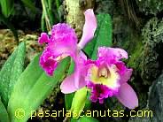 foto de flor orquidea  multicolores Cattleya de 1024x768 pixels