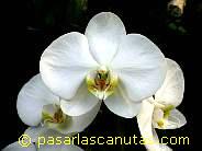 foto de flor orquidea blaqnca Phalaenopsis de 1024x768 pixels