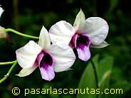 foto de flores orquideas de 1024x768 pixels