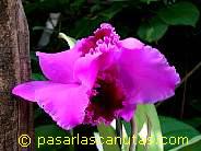 foto de orquidea de 1024x768 pixels