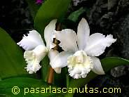 foto de orquideas blancas de 1024x768 p�xels
