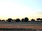fotos de paisajes &middot; atardecer en olivar de Ajalvir