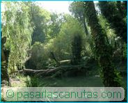 fotos de paisajes - Monasterio de Piedra - selva