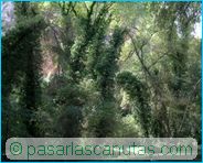 fotos de paisajes - Monasterio de Piedra - hiedra sobre los �rboles