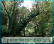 fotos de paisajes - Monasterio de Piedra - la hiedra y los �rboles