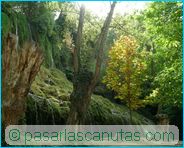 fotos de paisajes - Monasterio de Piedra - �rboles