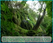 fotos de paisajes - Monasterio de Piedra - vegetaci�n a contraluz