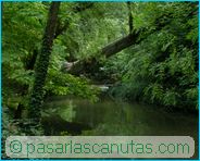 fotos de paisajes - Monasterio de Piedra - tronco de �rbol ca�do sobre el r�o