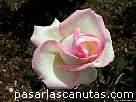 foto de rosa Princesa de M�naco de Meilland 2