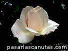 foto de rosa Queen Elizabeth blanca de Lammerst