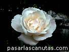 foto de rosa Queen Elizabeth blanca de Lammerst 2