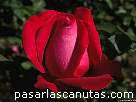 foto de rosa roja