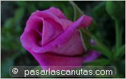 foto de rosa Bluenette de De Ruiter para fondo de pantalla