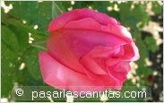 foto de rosa Campanile de Delbard-Chabert para fondo de pantalla