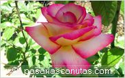 foto de rosa Haendel de S. McGredy para fondo de pantalla