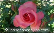 foto de rosa Kalinka de Meilland para fondo de pantalla