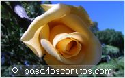 foto de rosa Lady Hillingdon de Lowe & Sawyer para fondo de pantalla