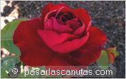 foto de rosa Lilly Marleen para fondo de pantalla