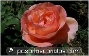 foto de rosa Ma Perkins para fondo de pantalla