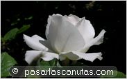 foto de rosa Margaret Merril para fondo de pantalla