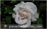 foto de rosa Margaret Merril para fondo de pantalla 2