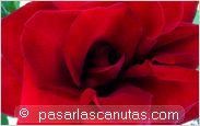 foto de rosa Pharaon para fondo de pantalla