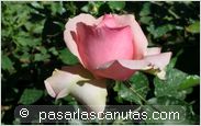 foto de rosa Poesie para fondo de pantalla