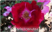 foto de rosa Priscilla Burton para fondo de pantalla