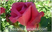 foto de rosa Privee para fondo de pantalla