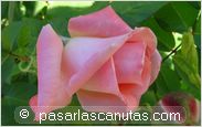 foto de rosa Privee para fondo de pantalla 2