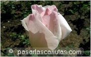 foto de rosa Queen Elizabeth Blanca para fondo de pantalla