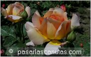 foto de rosa Ramon Bach para fondo de pantalla