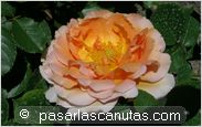foto de rosa Ramon Bach para fondo de pantalla 2