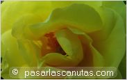 foto de rosa Rimosa para fondo de pantalla