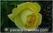 foto de rosa Rimosa para fondo de pantalla 2