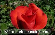 foto de rosa Rosa Union para fondo de pantalla