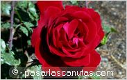 foto de rosa roja Soraya para fondo de pantalla