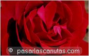 foto de rosa roja Soraya para fondo de pantalla 2