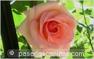 foto de rosa rosa Soraya para fondo de pantalla