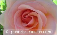 foto de rosa rosa Soraya para fondo de pantalla 2