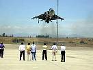 harrier03.JPG