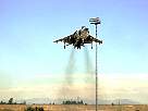 harrier04.JPG